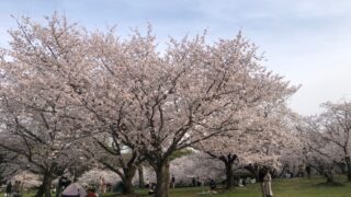 桜満開